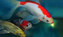 我的动物朋友锦鲫