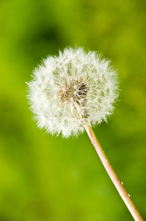 蒲公英的成年仪式