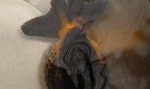 成大事者必深谋远虑