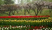 植物园里最美的花