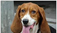 狗是用舌头散热的