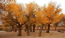 我与秋天牵牵手