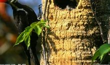 最后一只啄木鸟