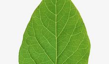 我是一片小小的绿叶