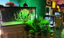 我家有只“越狱龟”