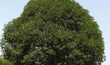 我爱校园的桂花树