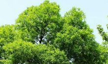 记忆转角处的那棵老槐树