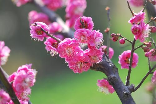 红梅花