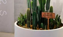 与众不同的仙人掌