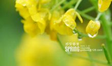感受春意