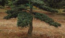 校门口的罗汉松