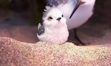 鹬动画片观后感800字