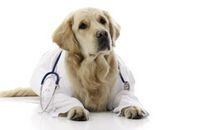 爷爷家的霸道狗