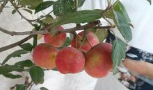 姥姥家的沙果树