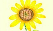 对一株向日葵微笑