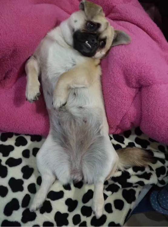 笨狗