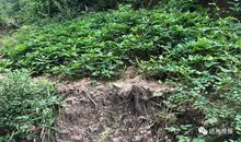 坚持是常青的菜地