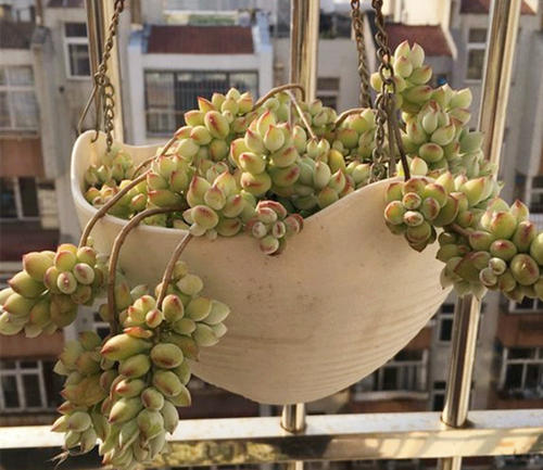 第一次种植多肉植物