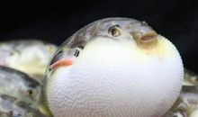 河豚鱼回家了