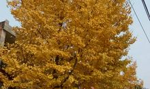 我家门口的银杏树