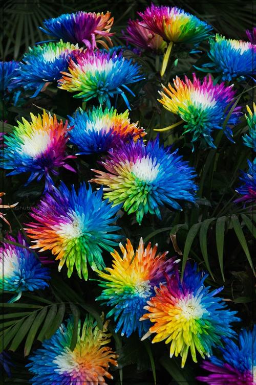 花草秀