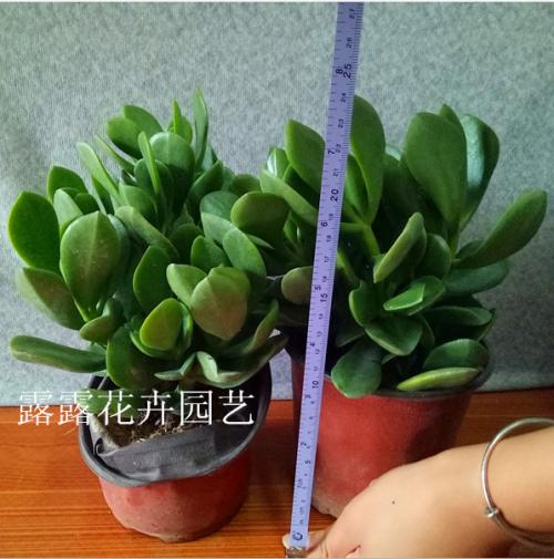 我的植物友玉树