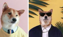 明天我将拥有狗狗