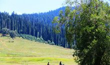 顽强的雪岭云杉