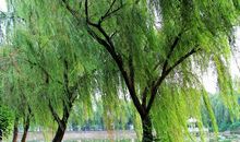 这就是柳树的秘密