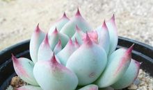 我最爱的多肉植物