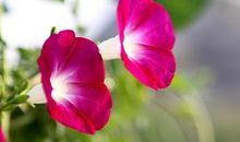 牵牛花变色的秘密