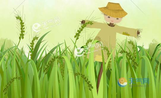 小满雨