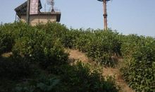 游绍兴诸葛仙山