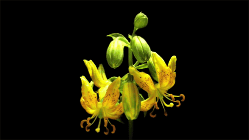 听花白
