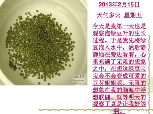豆芽生长观察日记