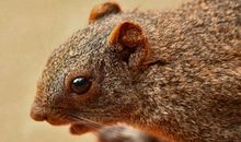 红腹松鼠，我们的好朋友