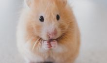 探索仓鼠知识的奥秘