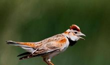 我本就不是百灵鸟