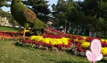 感恩的花开在青春的道路上