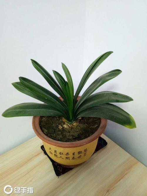 我的“绿色手指”