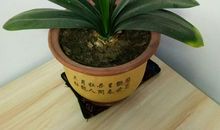 我的“绿手指”