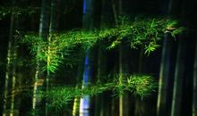 故乡的那一片竹林