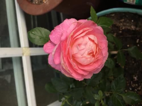 花还没有满