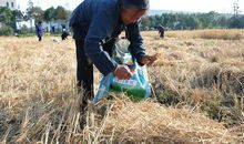 盘中餐粒粒皆辛苦——学农日记