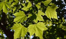 拾趣童年忆蝉鸣