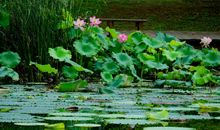 夏日荷塘作文500字