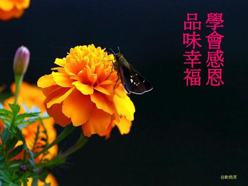 学会感恩并快乐成长