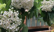 油桐花盛开的地方