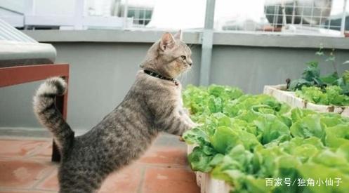 阳台上的猫