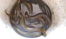 我学会了杀黄鳝